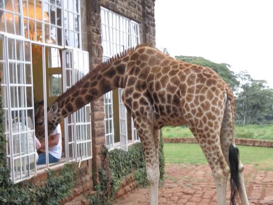 Giraff Manor, отель с жирафами