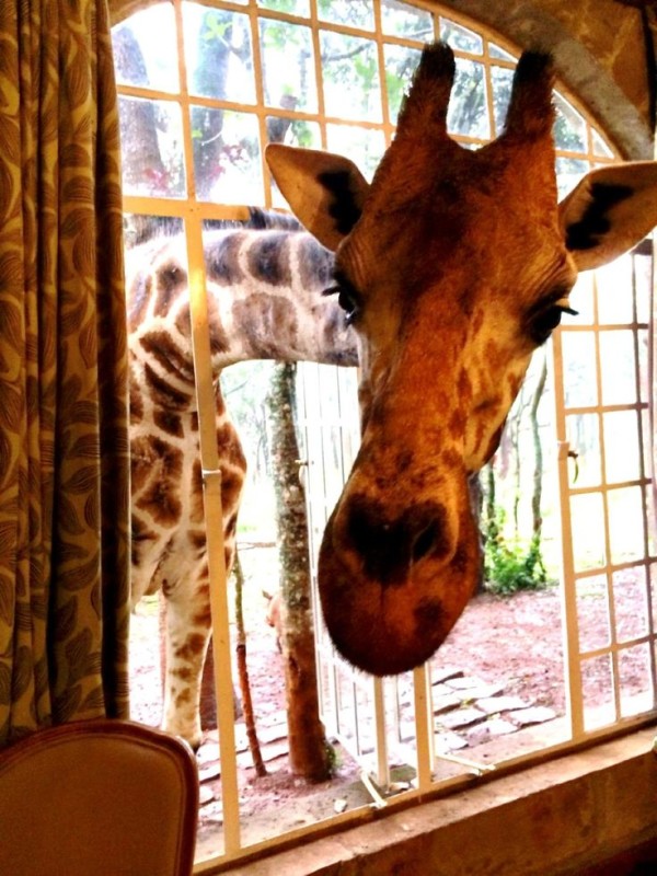 Giraff Manor, отель с жирафами