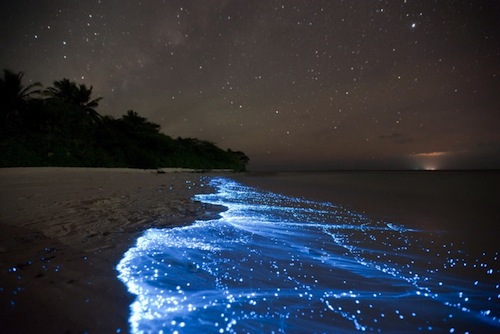Светящийся планктон,куда поехать на выходные, Светящиеся динофлагелляты, светящиеся берега, светящийся берег,Где можно увидеть светящийся пляж 