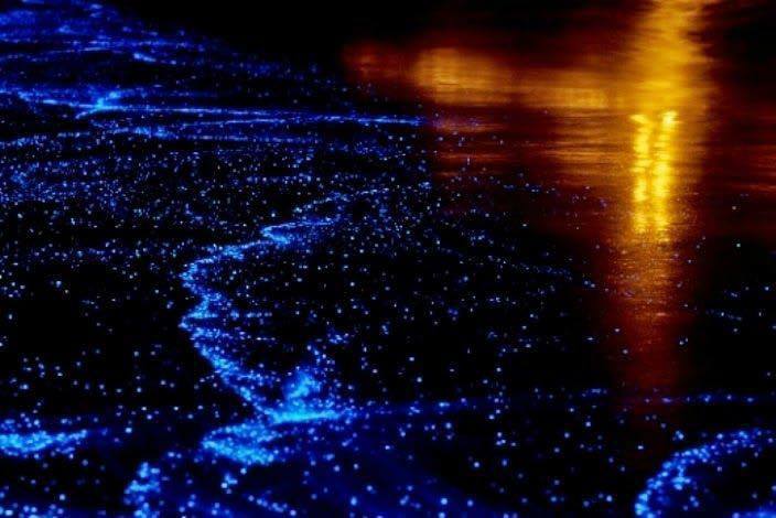 Светящийся планктон,Где можно увидеть светящийся пляж, Светящиеся динофлагелляты,куда поехать на выходные, светящиеся берега, светящийся берег