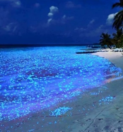 Светящийся планктон,Где можно увидеть светящийся пляж, Светящиеся динофлагелляты, светящиеся берега, светящийся берег, куда поехать на выходные
