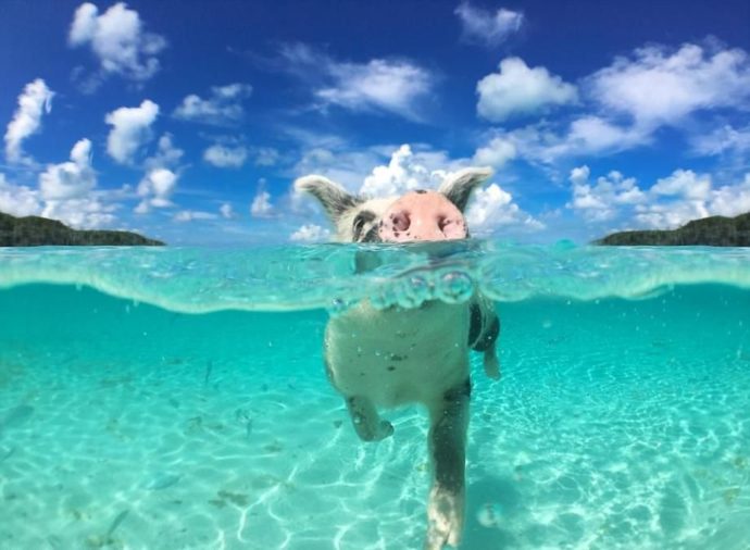 Необычный остров свиней на Багамах