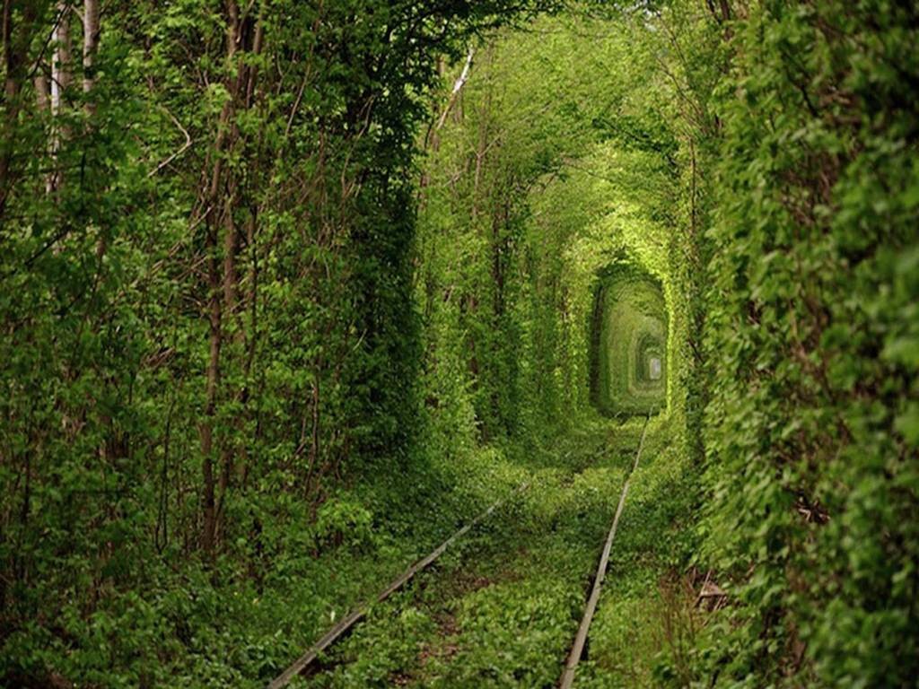 тоннель любви,тоннель любви в разное время года,тоннель любви куда поехать на выходные, куда поехать на выходные украина, куда поехать на выходные Ровны
