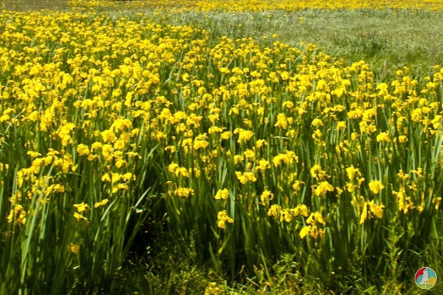 куда поехать на выходные в Украине весной, куда поехать на выходные в Виннице,долина ирисов, цветение диких ирисов