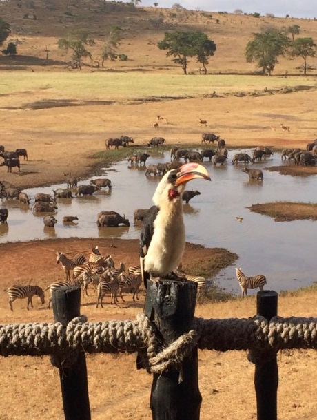 куда поехать на выходные в Африку, куда слетать на выходные в Африку, интересные места в Африке, отель с водопоем для животных, отель где можно увидеть животных, необычный отель, лучший отель