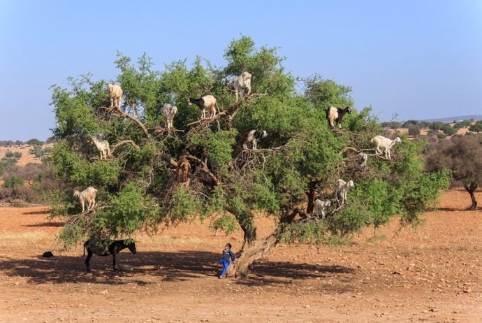 Козы на деревьях, куда поехать на выходные в Марокко, отдых в Марокко, что посмотреть в Марокко
