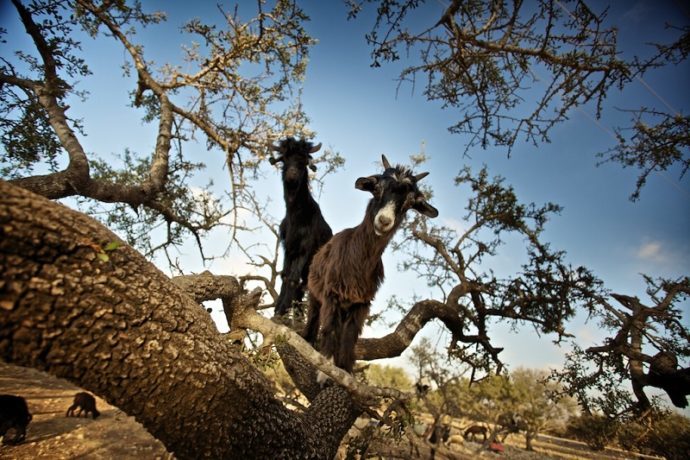 Козы на деревьях, куда поехать на выходные в Марокко, отдых в Марокко, что посмотреть в Марокко