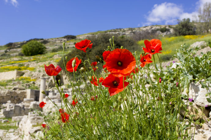 Анфестирия на Кипре, Праздник цветов на Кипре, отдых весной на Кипре, отдых в мае на Кипре, куда поехать на выходные на Кипре,отпуск на Кипре, что посмотреть на Кипре