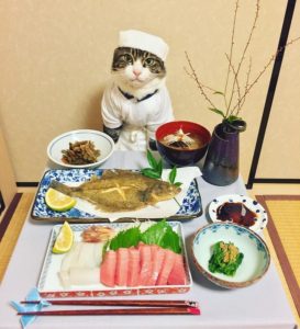 японка наряжает кота на ужин