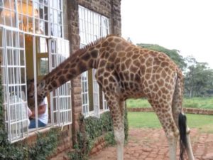 Giraff Manor, отель с жирафами