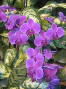 Фестиваль лимонов в Ментоне, Франция