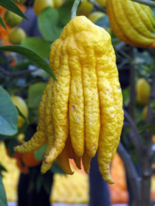 Фестиваль лимонов в Ментоне, Франция