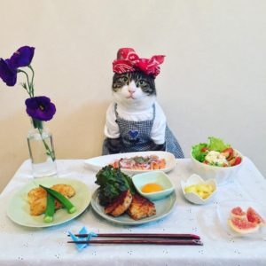 японка наряжает кота на ужин