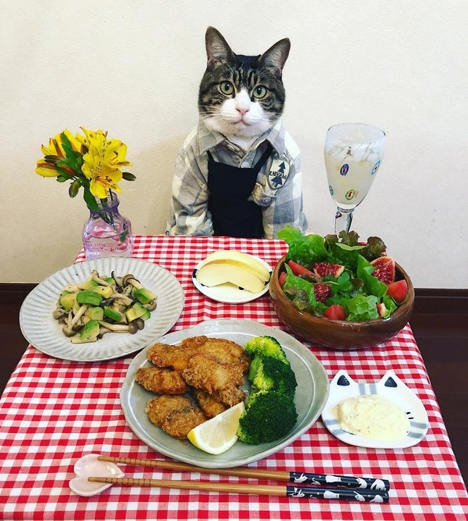 японка наряжает кота на ужин