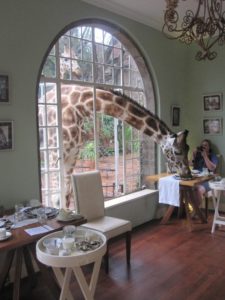 Giraff Manor, отель с жирафами