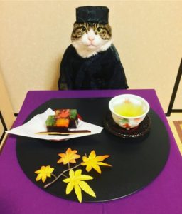 японка наряжает кота на ужин