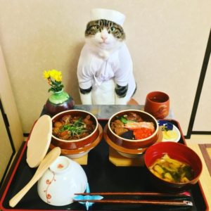 японка наряжает кота на ужин