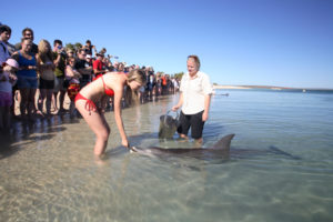 Monkey Mia, северная австралия пляж манки миа, пляж манки миа, пляж где кормят дельфинов