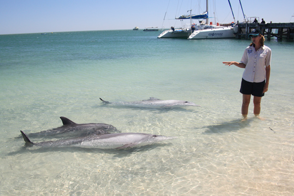 Monkey Mia, северная австралия пляж манки миа, пляж манки миа, пляж где кормят дельфинов