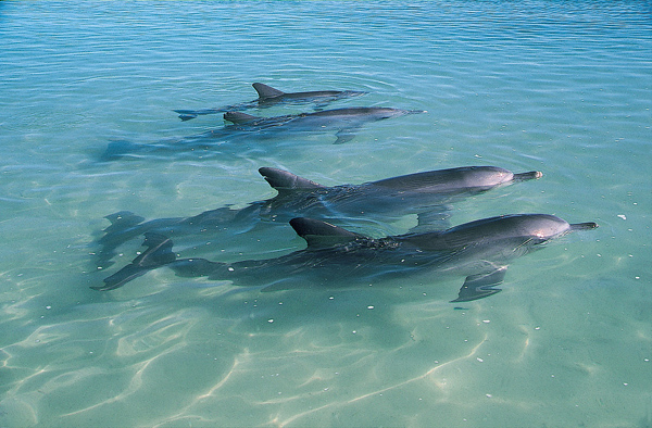 Monkey Mia, северная австралия пляж манки миа, пляж манки миа, пляж где кормят дельфинов