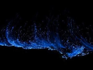 Светящийся планктон, Светящиеся динофлагелляты, светящиеся берега, светящийся берег