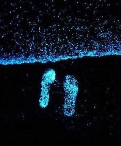 Светящийся планктон, Светящиеся динофлагелляты, светящиеся берега, светящийся берег