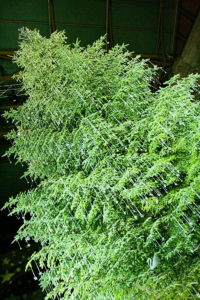 рождественская елка в Цюрихе, рождественская елка сваровски, куда поехать на выходные, елка Swarovski