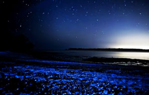 Светящийся планктон, Светящиеся динофлагелляты, светящиеся берега, светящийся берег