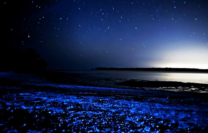 Светящийся планктон,Где можно увидеть светящийся пляж, Светящиеся динофлагелляты,куда поехать на выходные, светящиеся берега, светящийся берег