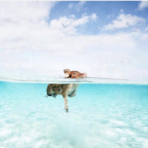 Остров свиней, остров свиней на Багамах, плавающие свиньи