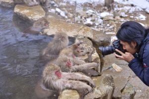 парк Джигокудани, парк снежных обезьян,, куда поехать на выходные в японии, куда поехать на выходные,