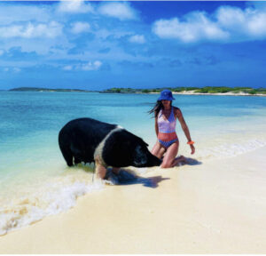 Остров свиней, остров свиней на Багамах, плавающие свиньи