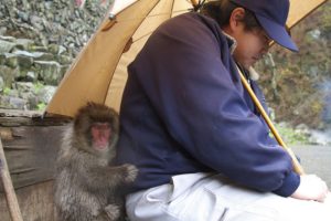 парк Джигокудани, парк снежных обезьян,, куда поехать на выходные в японии, куда поехать на выходные,