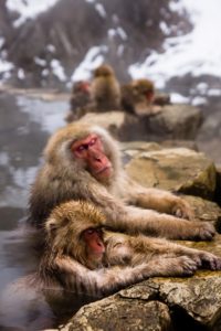 парк Джигокудани, парк снежных обезьян,, куда поехать на выходные в японии, куда поехать на выходные,