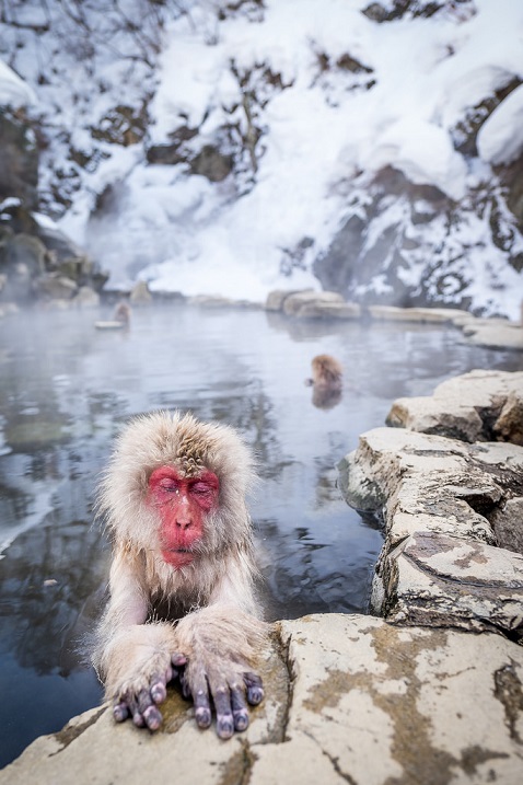 парк Джигокудани, парк снежных обезьян,, куда поехать на выходные в японии, куда поехать на выходные,