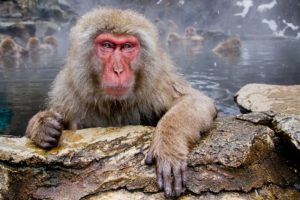 парк Джигокудани, парк снежных обезьян,, куда поехать на выходные в японии, куда поехать на выходные,