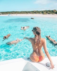 биг мэйджор кэй, биг мэйджор кэй как добраться, плавающие свиньи на багамах видео, куда поехать на выходные, остров свиней, плавающие свиньи