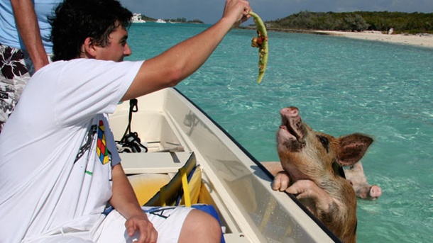 биг мэйджор кэй, биг мэйджор кэй как добраться, плавающие свиньи на багамах видео, куда поехать на выходные, остров свиней, плавающие свиньи