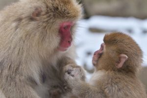 парк Джигокудани, парк снежных обезьян,, куда поехать на выходные в японии, куда поехать на выходные,