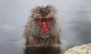 парк Джигокудани, парк снежных обезьян,, куда поехать на выходные в японии, куда поехать на выходные,