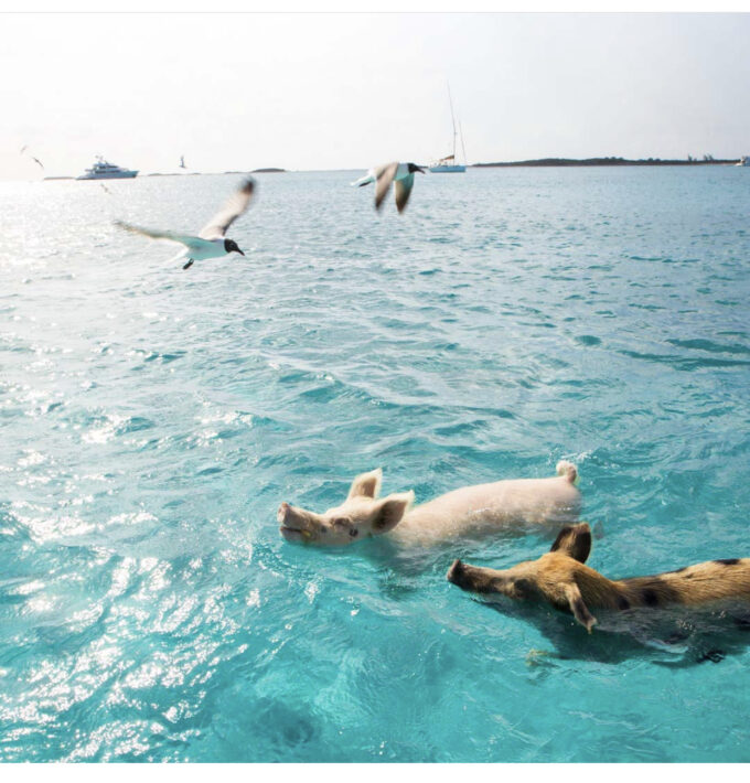 Остров свиней, остров свиней на Багамах, плавающие свиньи