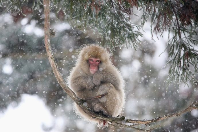 парк Джигокудани, парк снежных обезьян,, куда поехать на выходные в японии, куда поехать на выходные,