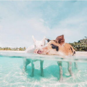 Остров свиней, остров свиней на Багамах, плавающие свиньи