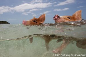 биг мэйджор кэй, биг мэйджор кэй как добраться, плавающие свиньи на багамах видео, куда поехать на выходные, остров свиней, плавающие свиньи