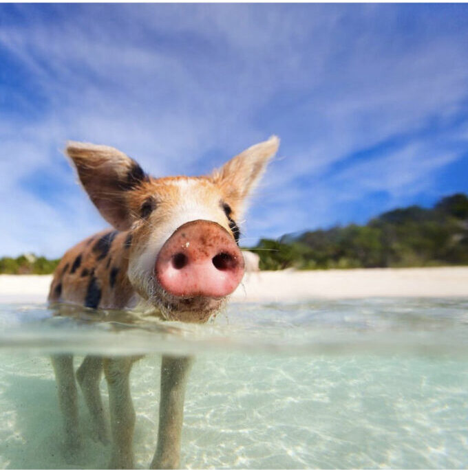 Остров свиней, остров свиней на Багамах, плавающие свиньи