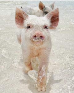 Остров свиней, остров свиней на Багамах, плавающие свиньи