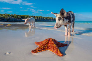 биг мэйджор кэй, биг мэйджор кэй как добраться, плавающие свиньи на багамах видео, куда поехать на выходные, остров свиней, плавающие свиньи