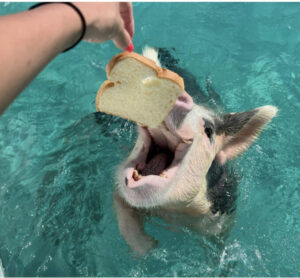 Остров свиней, остров свиней на Багамах, плавающие свиньи