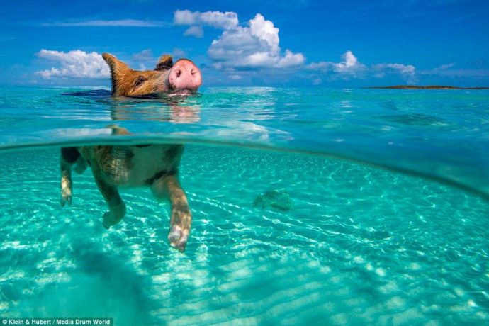 биг мэйджор кэй, биг мэйджор кэй как добраться, плавающие свиньи на багамах видео, куда поехать на выходные, остров свиней, плавающие свиньи