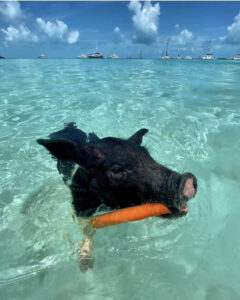 Остров свиней, остров свиней на Багамах, плавающие свиньи